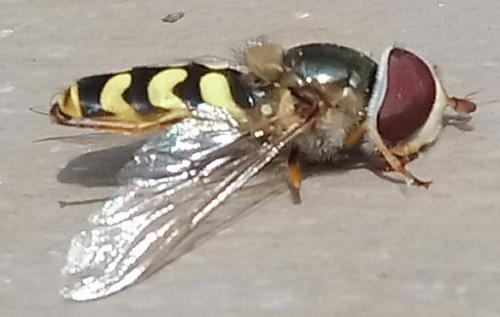 Scaeva dignota
